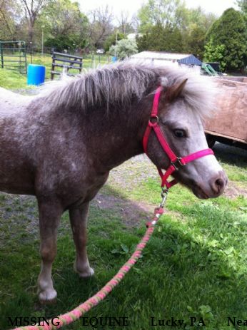 MISSING EQUINE Lucky, PA Near Phoenixville , PA, 19460